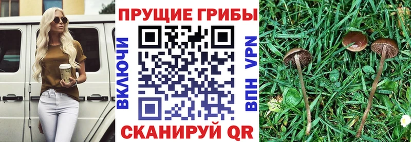 наркота  гидра онион  Псилоцибиновые грибы ЛСД  Армавир 